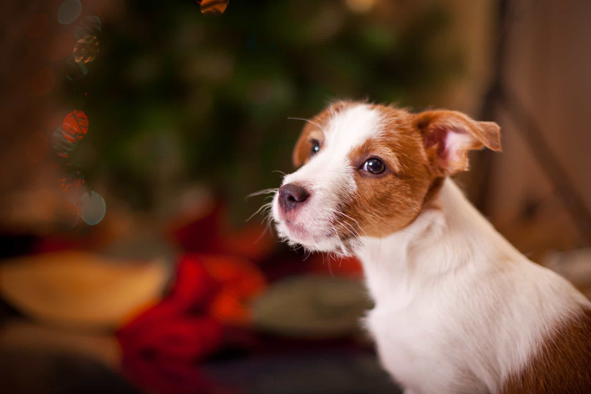 dog christmas gifts