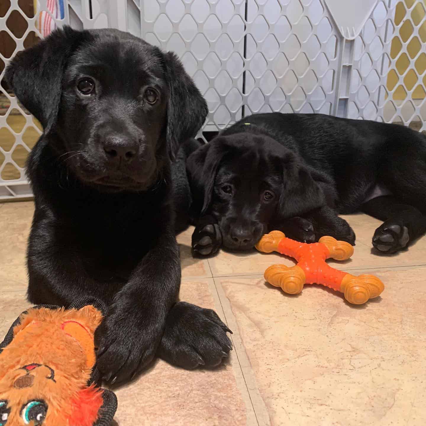 Puppy Raiser Program Hits National Milestone With Arrival of Frosty and ...