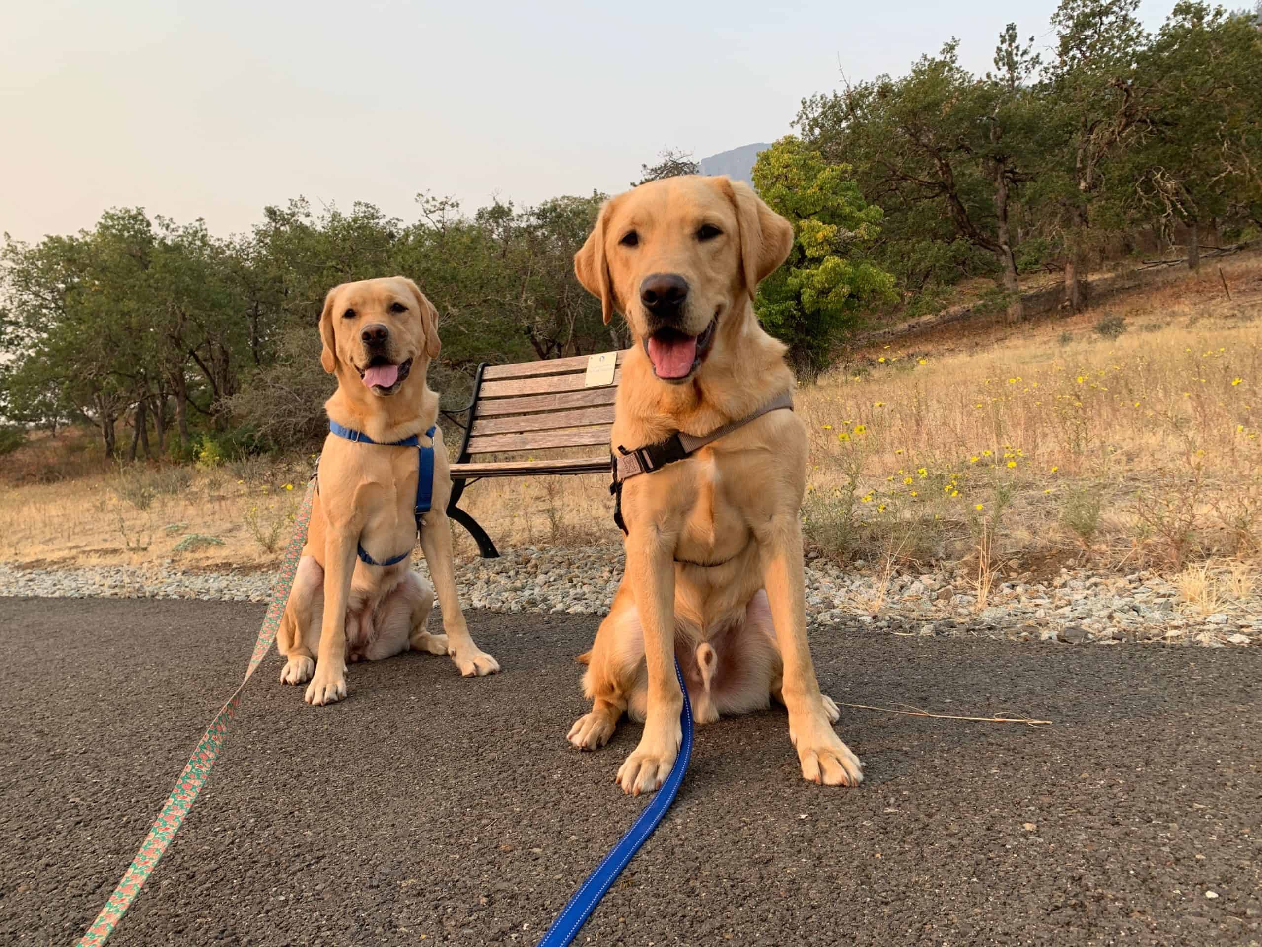 Two Assistance Dogs in Training outside on a hazy day
