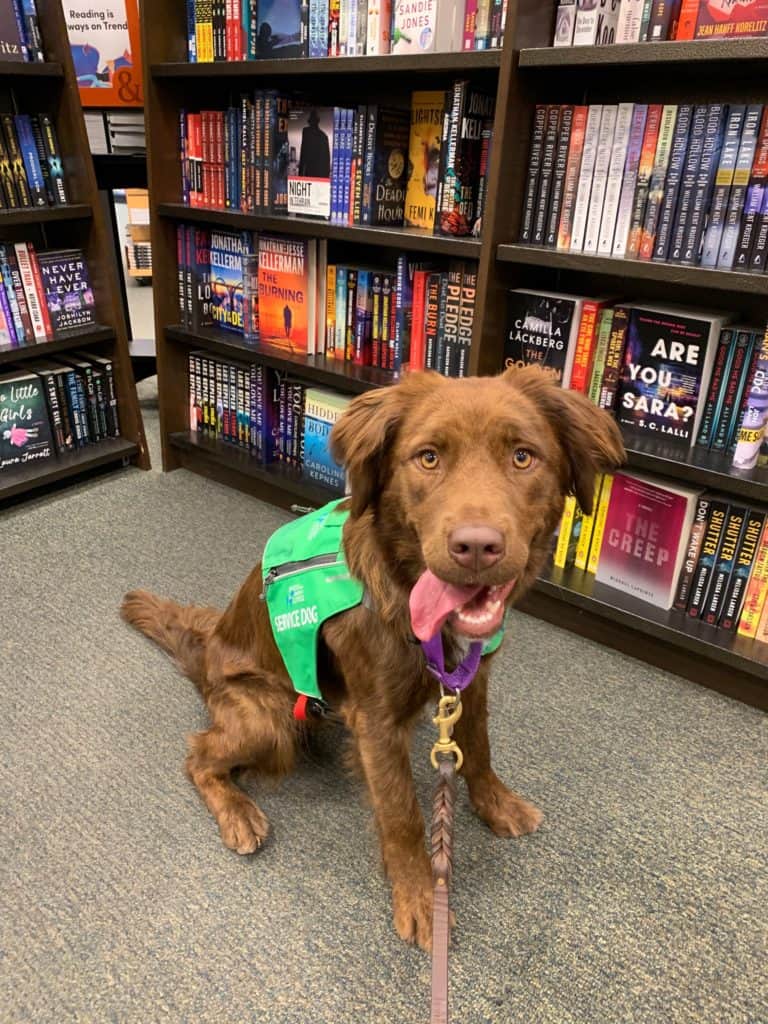 An Assistance Dog in Training, visiting a book store