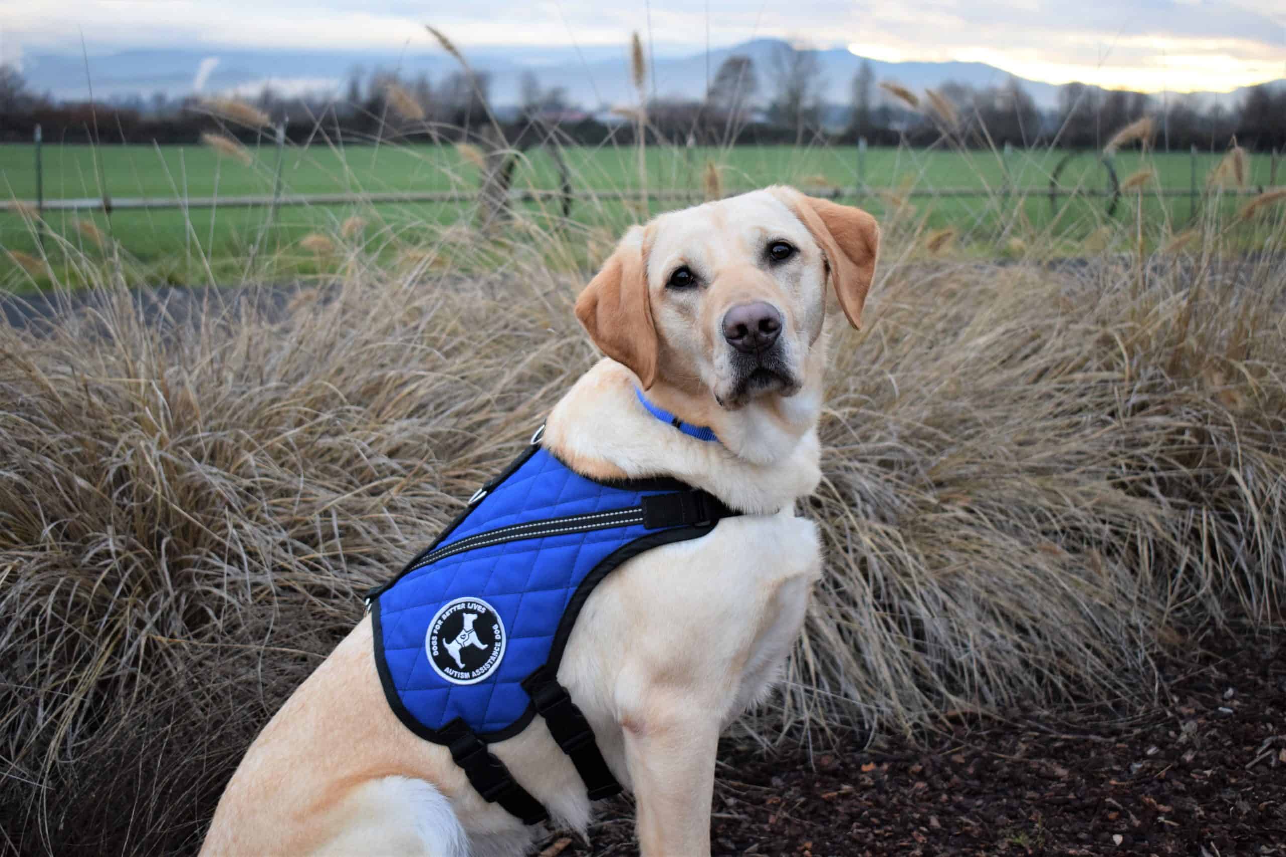 Fact Versus Fiction: The Top 5 Myths About Service Dogs - Dogs For ...