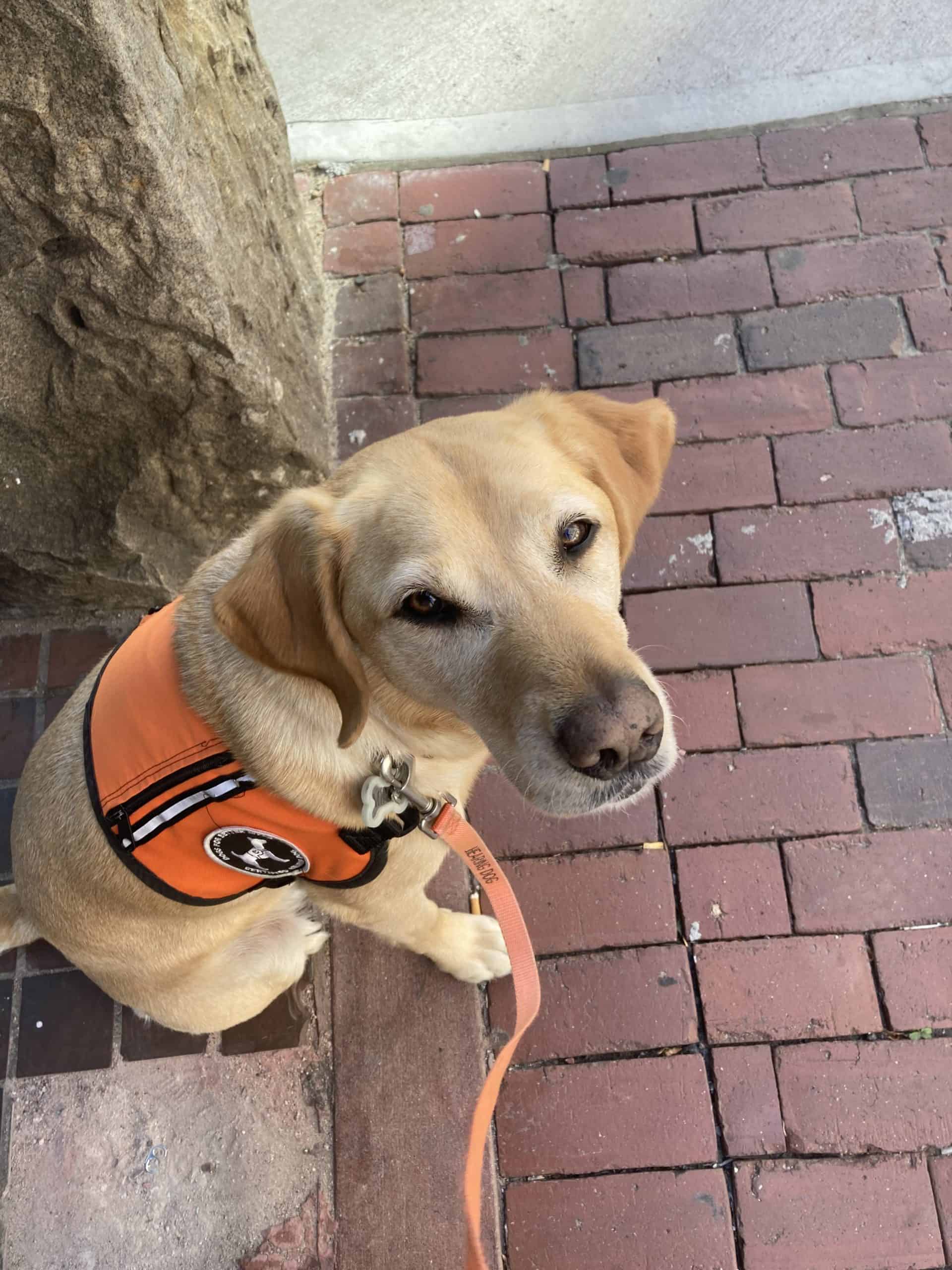 Life in Technicolor with My Hearing Assistance Dog - Dogs For Better Lives