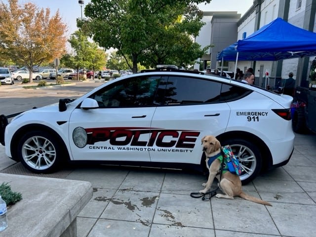 Archie the Facility Dog: A Pawsitive Influence on CWU’s Campus Community