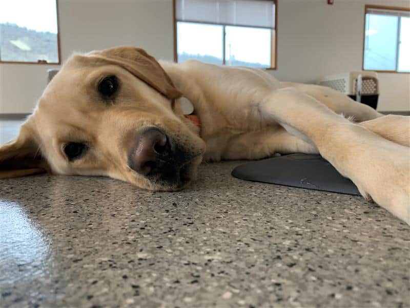 Facility Dog Kelly: Supporting Patients, Families and Staff at PeaceHealth