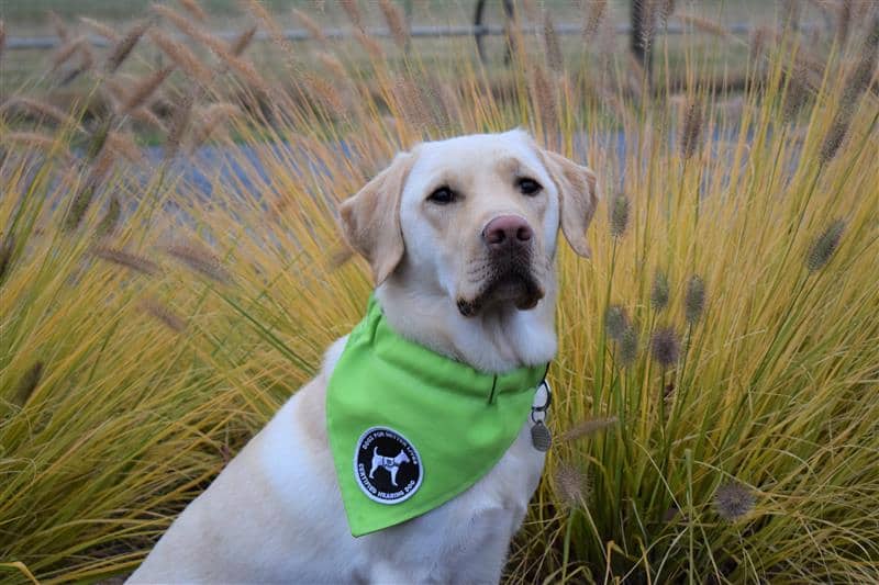 Unleashing Independence: The Journey of Liz and Certified Hearing Dog Barley