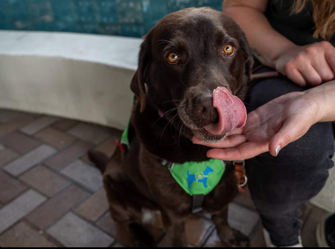 Certified Hearing Dog Ganache Paves the Way for Lauren’s Active Lifestyle