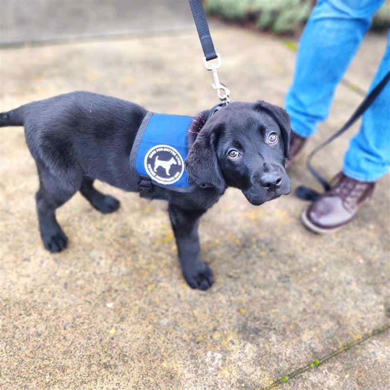 Puppy Raiser Spotlight: Jenna and Rocky