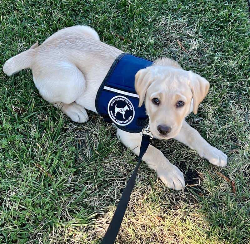 A First-Time Puppy Raiser’s Journey