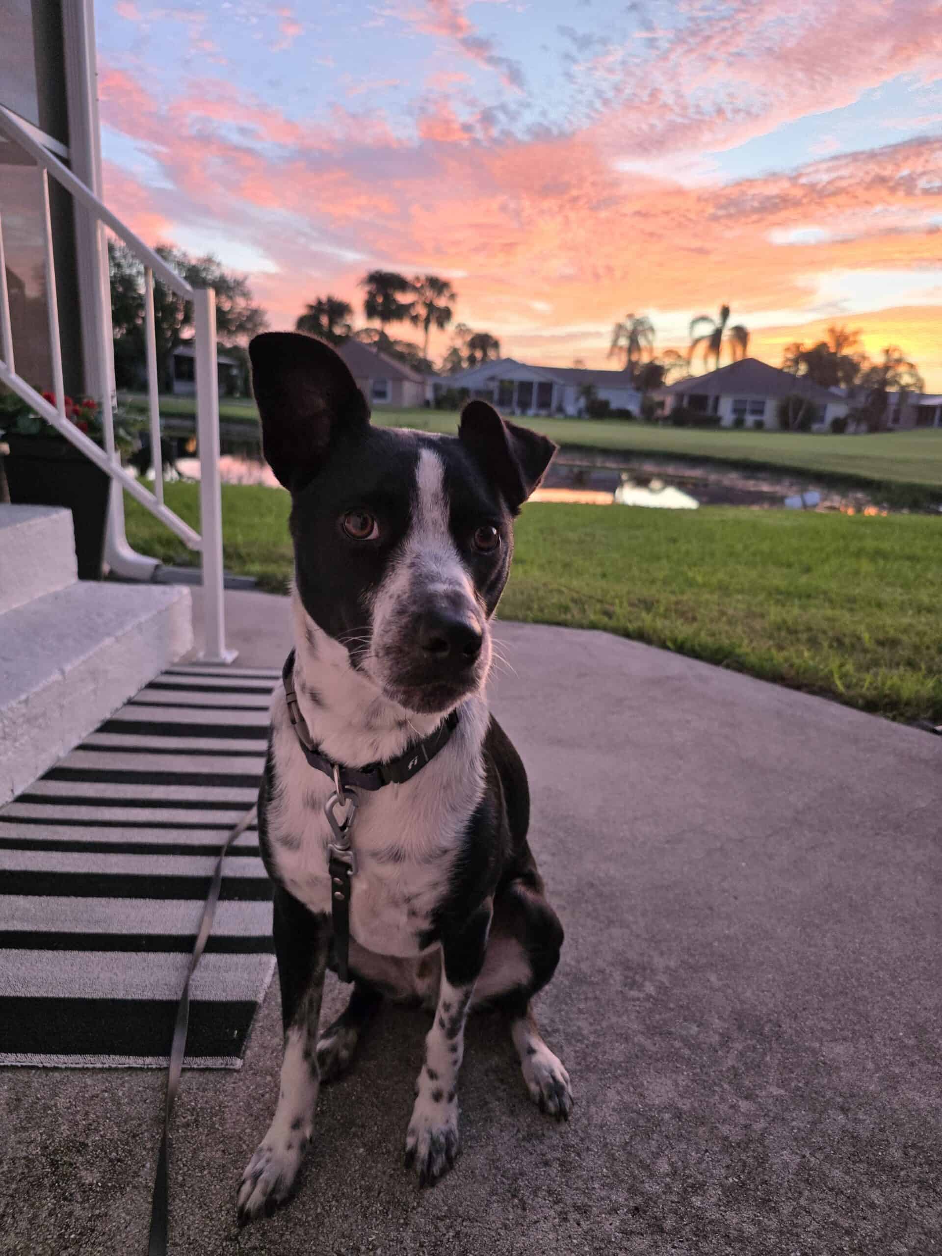 A Perfect Match: How Duke, a Former Shelter Dog, Became Nicole’s “Ears”