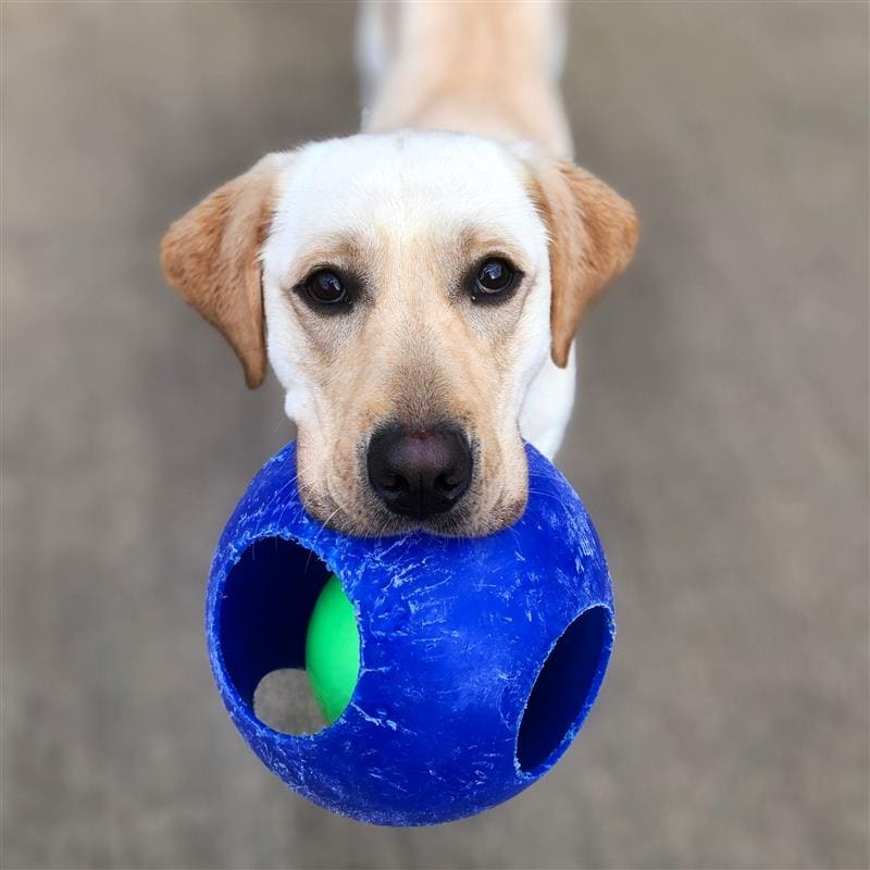 Spring 2025 Impact Report: Paw-some News and Accomplishments