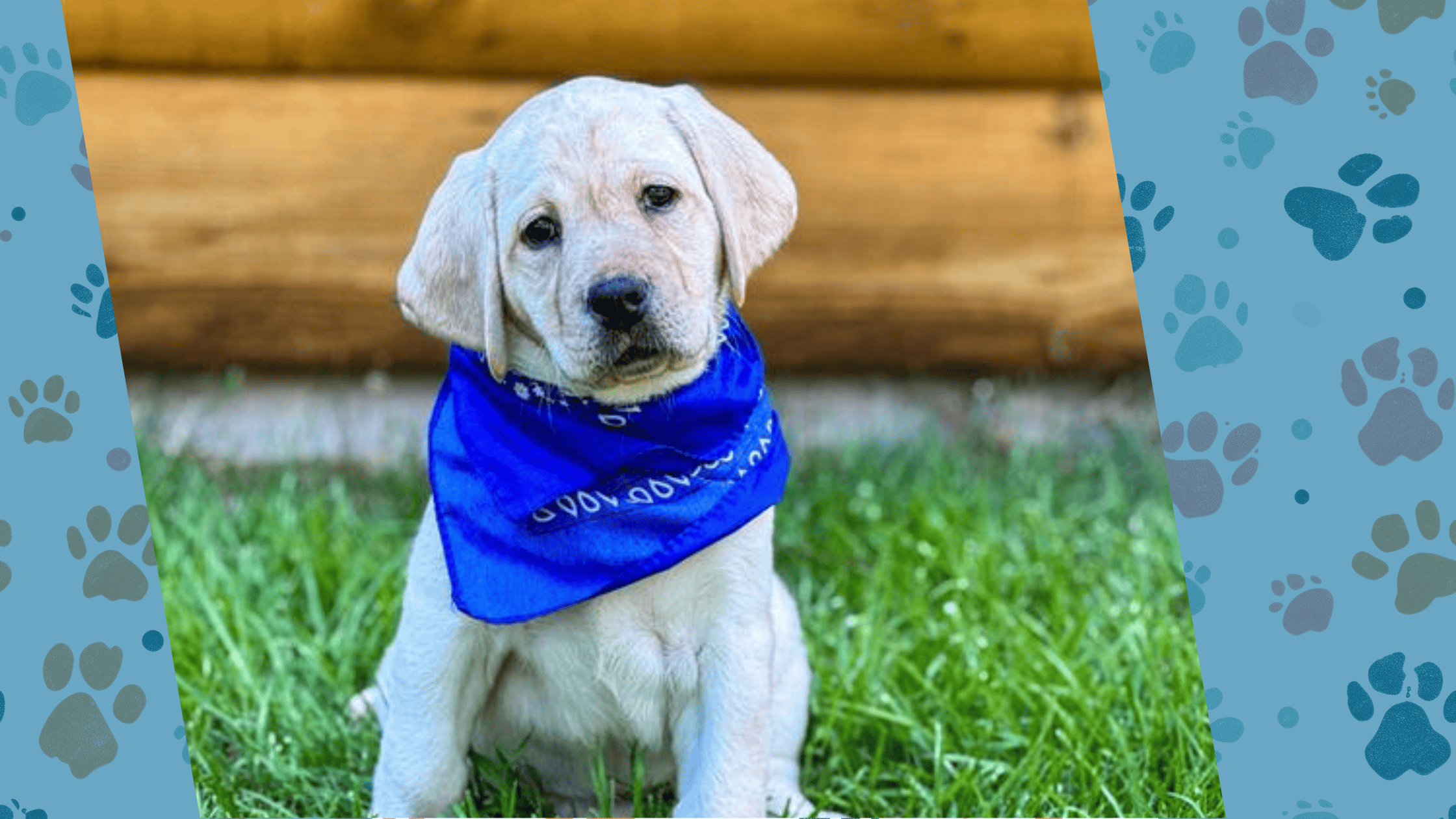 Dogs for Better Lives and Prison Pet Partnership Launch New Prison Puppy Raising Program Collaboration