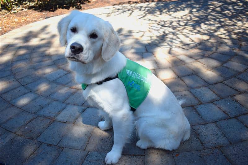 Dogs for Better Lives 2026 Calendar Fundraiser