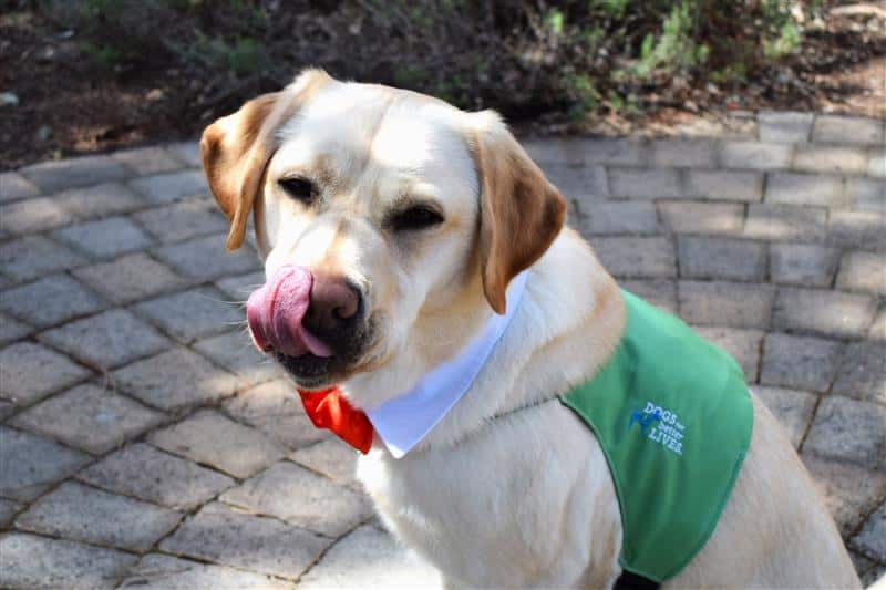 Facility Dog Melvin Brings Joy, Comfort, and Connection to the Classroom