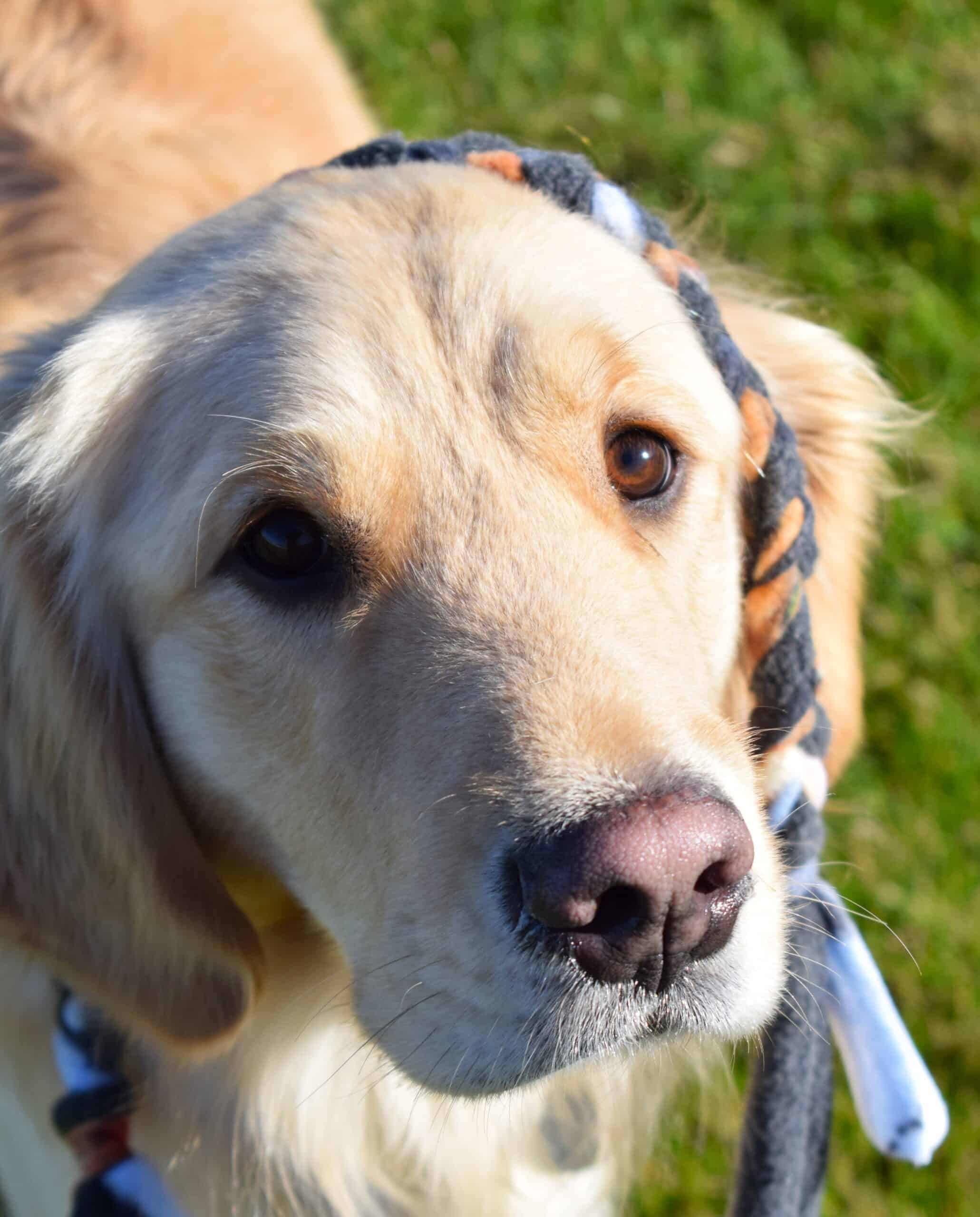 Microsoft’s Network for Good Social Goes to the Dogs