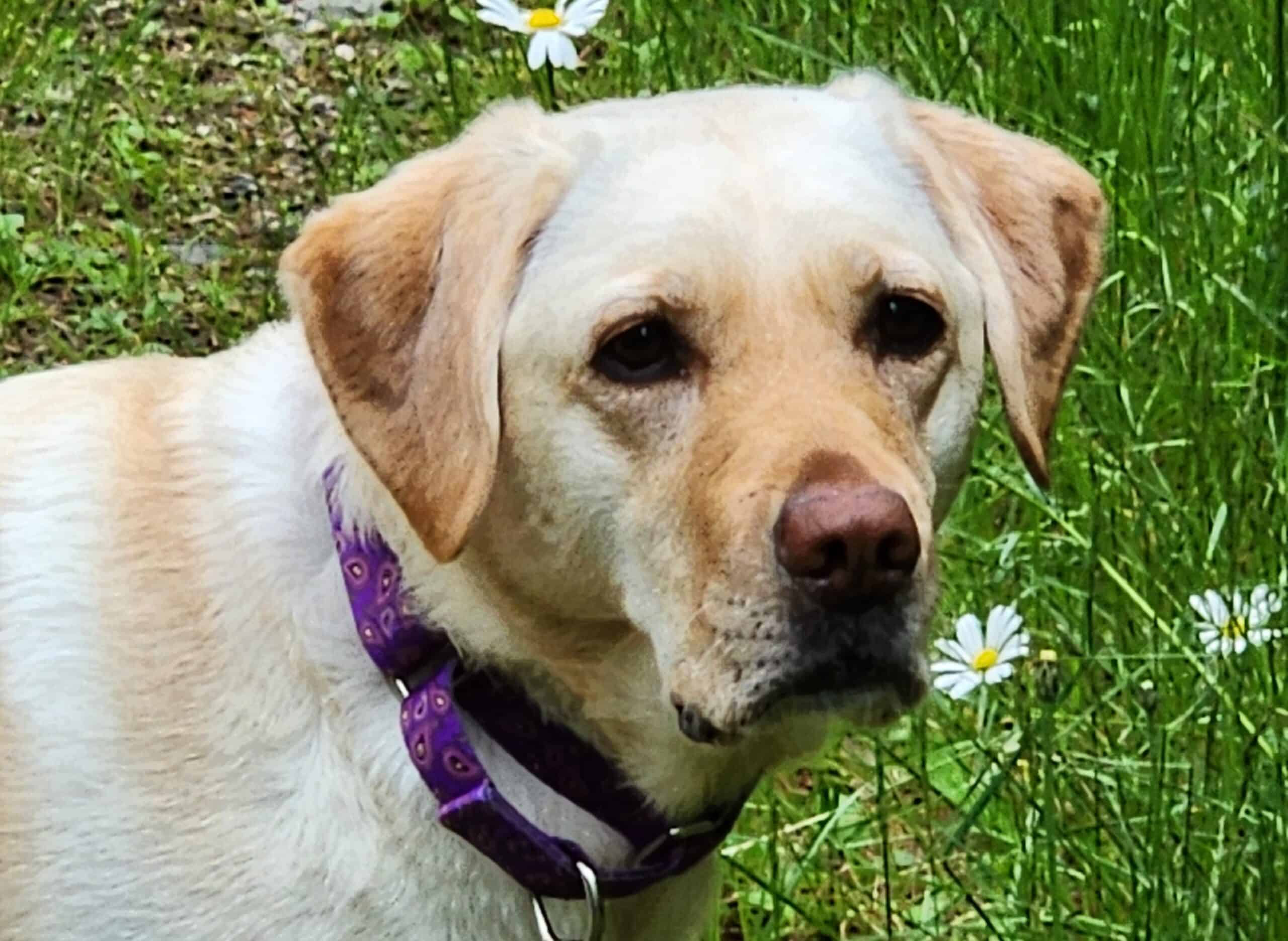 The Unexpected Healing Help of a Dog