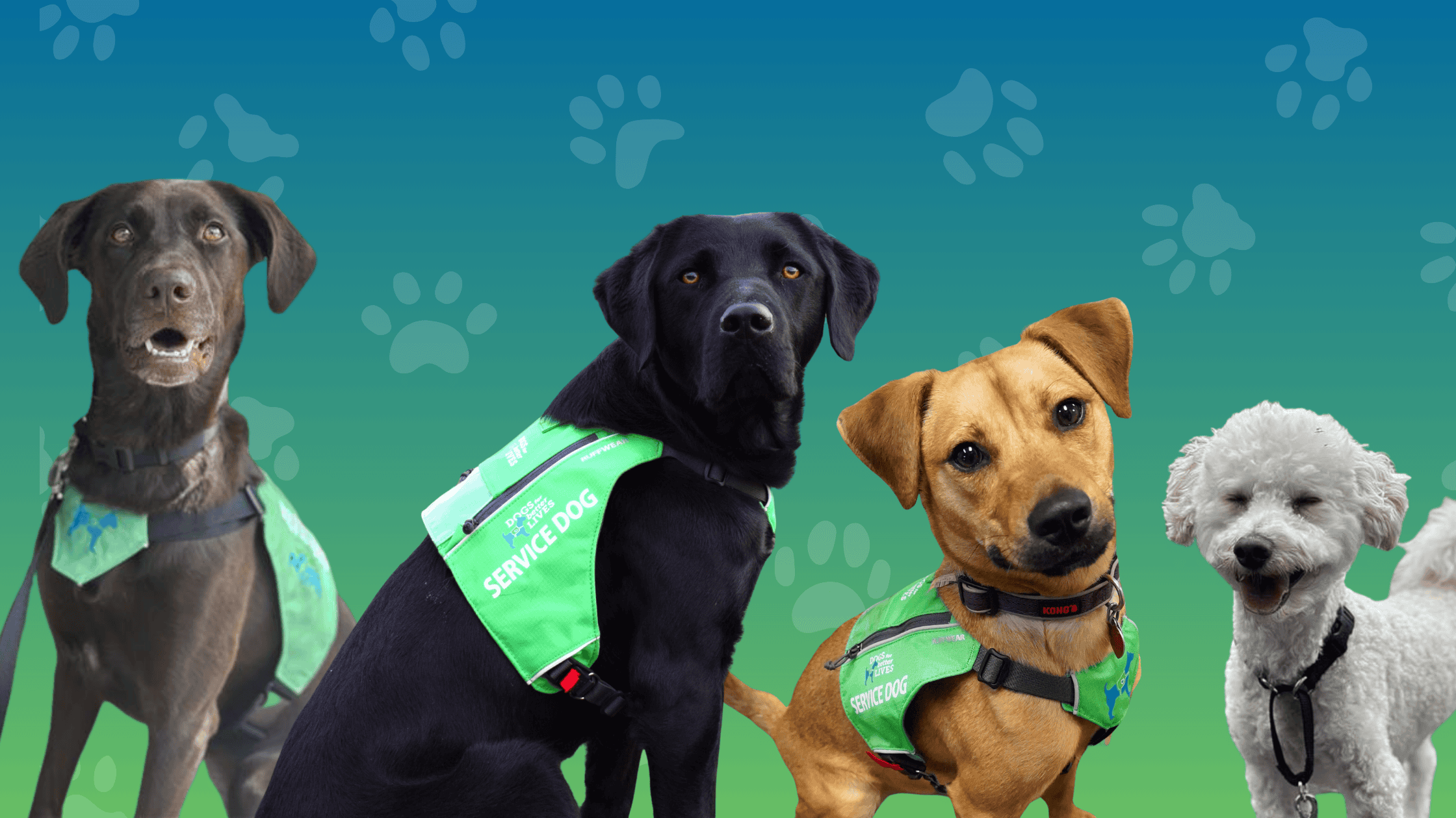 Dogs for Better Lives Launches 2025 Giving Tuesday Campaign With Dollar-for-Dollar Match on All Gifts