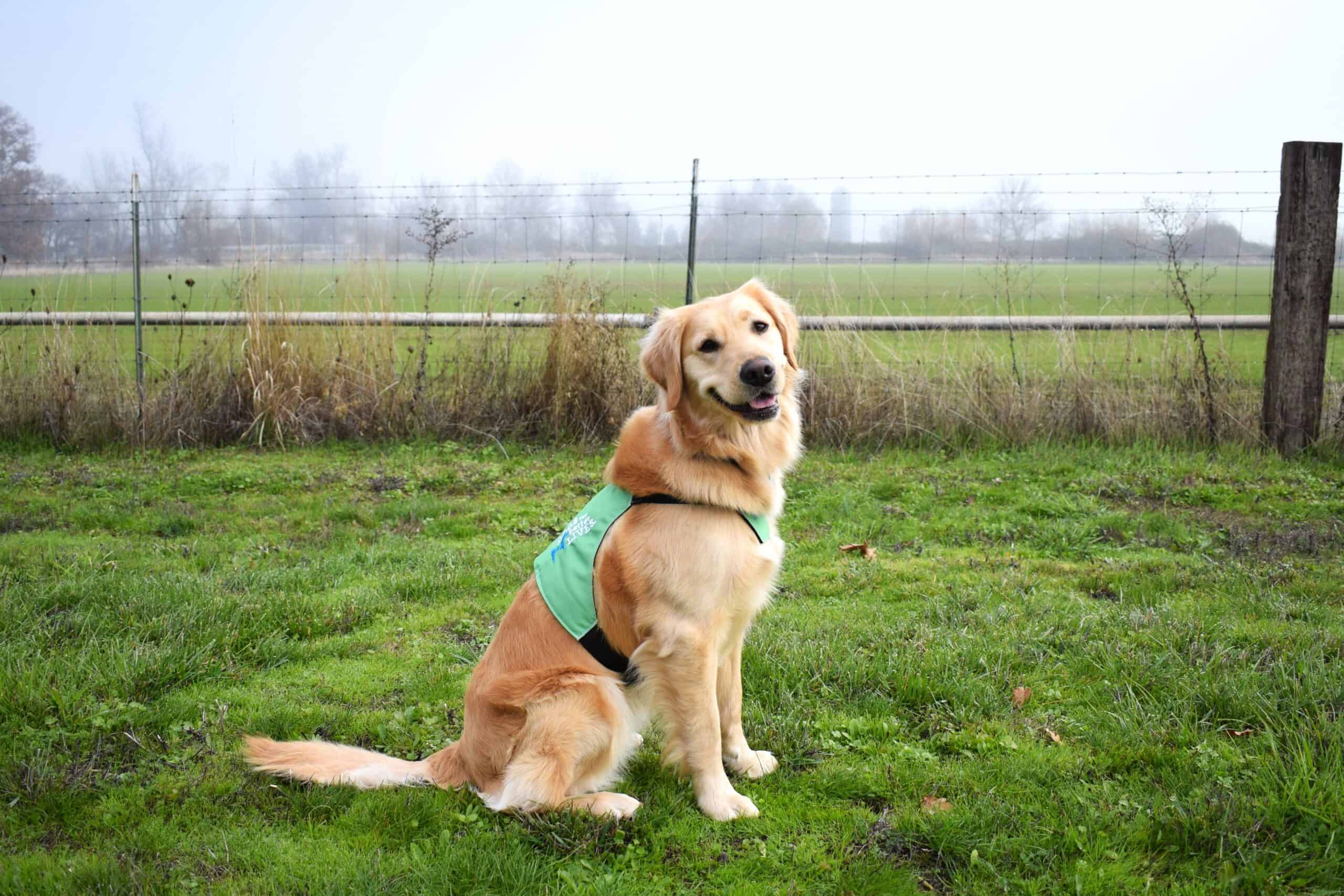 10 Most Common Questions About Service Dogs