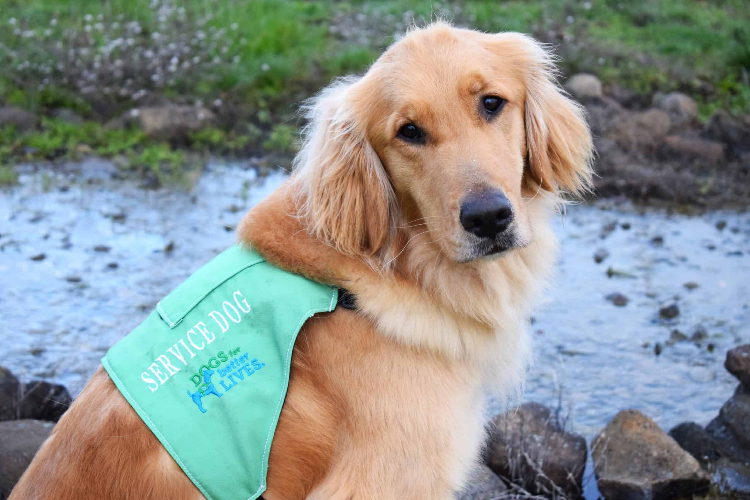 Facility Dog Scully: A Four-Legged Source of Strength for Victims and Staff Alike