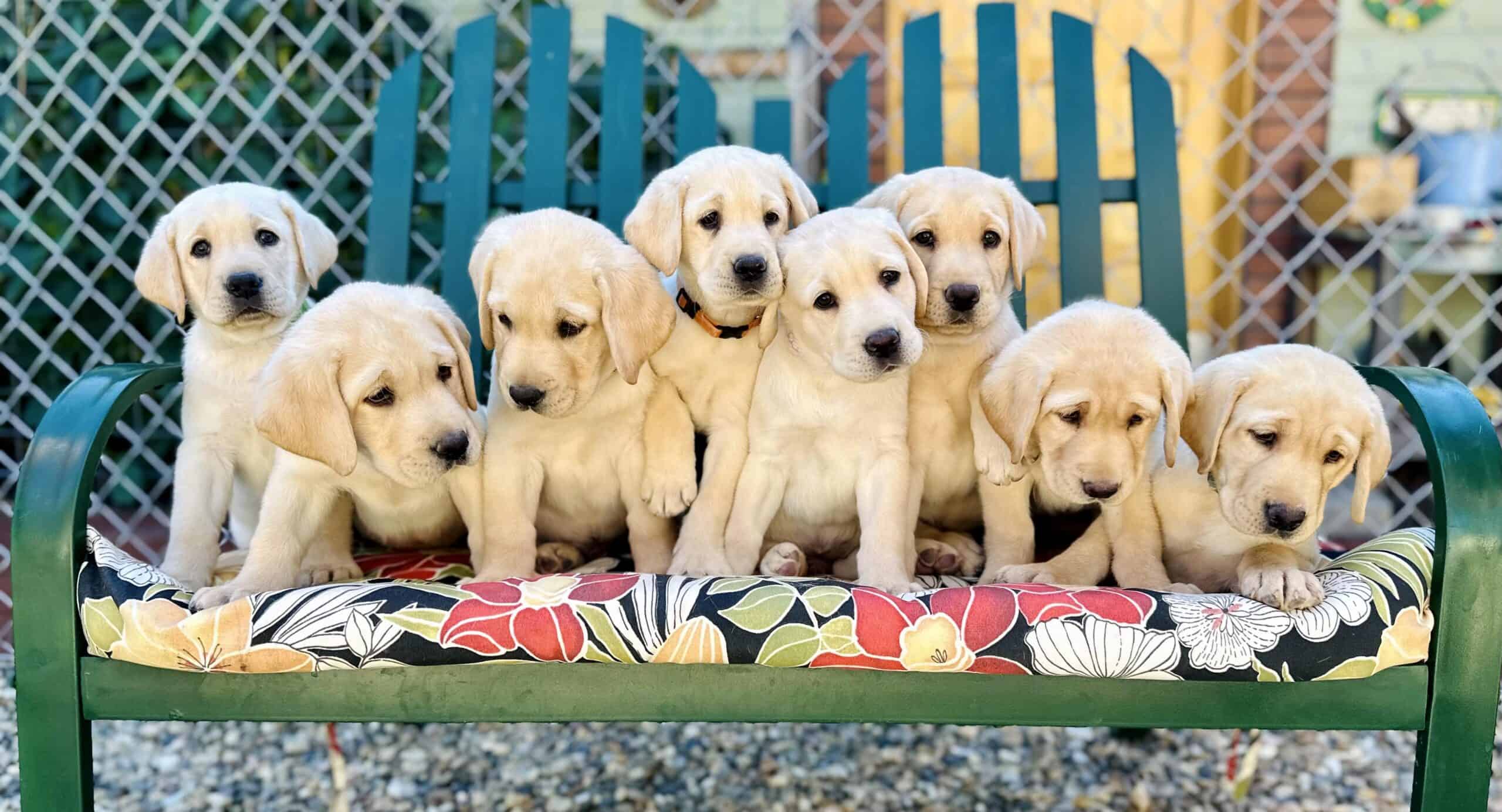 Nurturing Future Service Dogs from Day One
