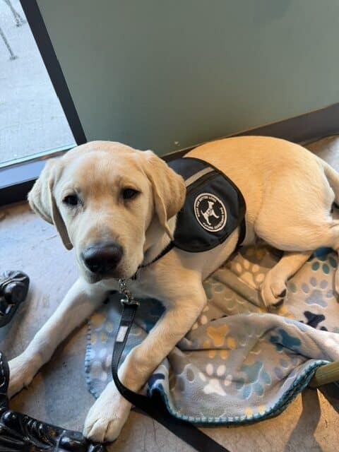 How a Passion for Service Inspire Volunteer Puppy Raiser Karla