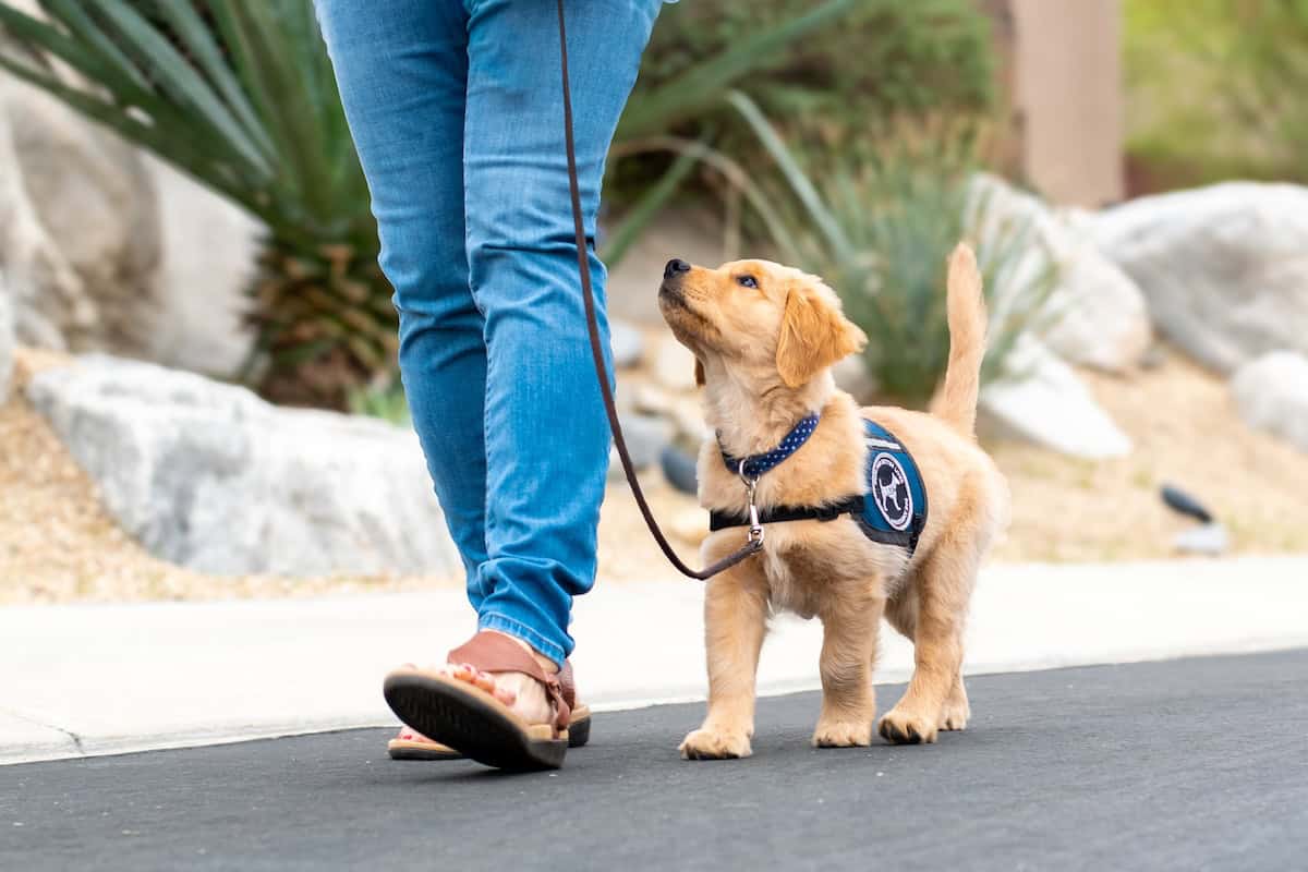 Summer 2026 Impact Report | Service Dog Success Stories & Program Growth