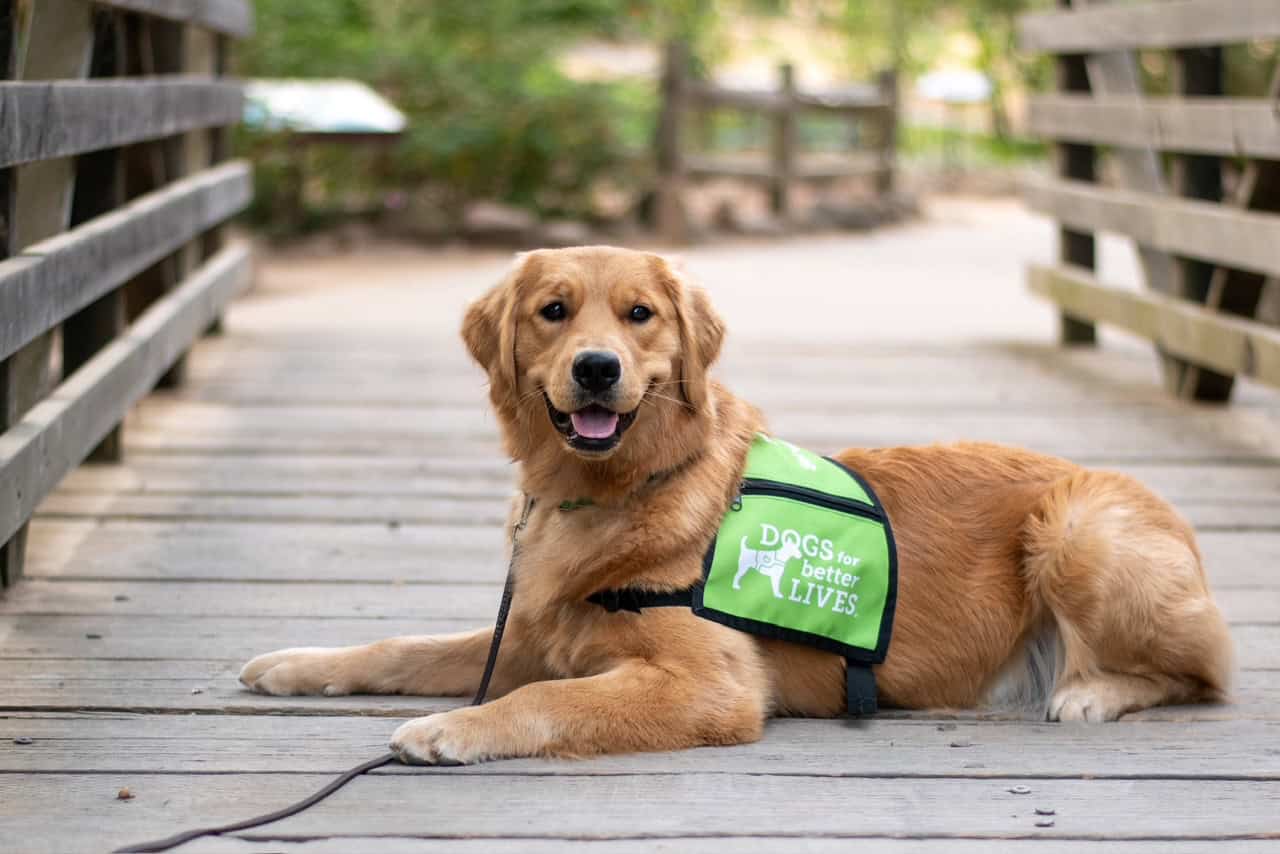 Dogs for Better Lives Celebrates National Dog Day with Day of Pawsitivity Campaign