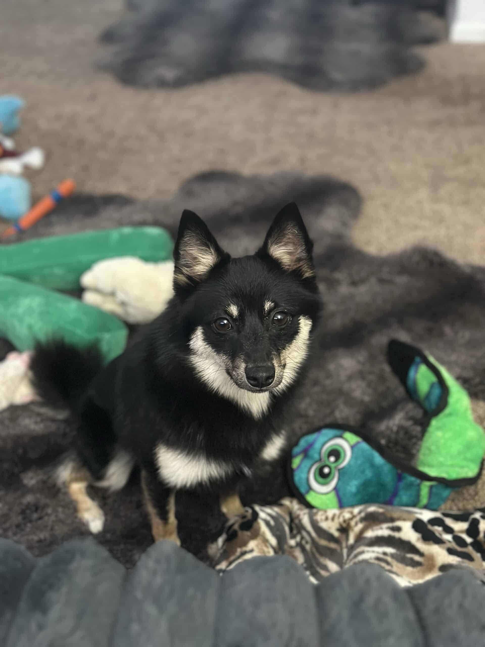 From Hoarding Case to Service Dog: Sprite Gets a Second Chance