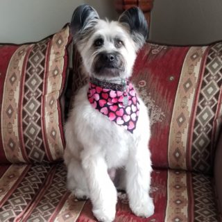 DBL #careerchangedog, Trixie, taking a moment out of her busy schedule to pose and look pretty for the camera. Dogs for Better Lives loves getting updates from our clients and hearing that our pups are striving and doing well. 

#dbl #dogsforbetterlives #careerchangedog #trixie