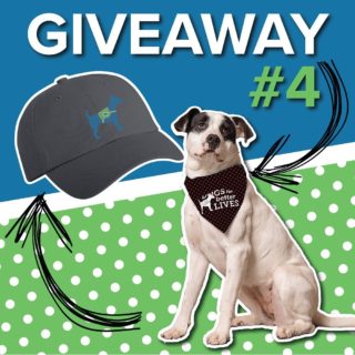 ***GIVEAWAY*** WEEK 4! We are sad to see it go, but this is our FINAL week of celebrating PUPPY LOVE! Which means this is your last chance to win! 

Dogs for Better Lives is celebrating our love for puppies during the month of February! In honor of #puppylove we are gifting ONE lucky winner WEEKLY with a limited edition DBL Puppy Love Bandana (from @obxpuparazzi) AND a DBL unstructured hat! The perfect accessories for your furry friend. 

To Enter:
1. Like this post
2. Follow @dogsforbetterlives
3. Tag some friends below (Each comment counts as an entry)
⭐️BONUS ENTRY⭐️ Earn 3 additional entries when you share this post in your IG stories, include the word GIVEAWAY & tag @dogsforbetterlives
 
Details:
Giveaway ends February 28, 2021 at 12:00 p.m. PST and the winner will be announced on Instagram around 12:00 p.m. PST

US + CAN only (sorry international friends)

This giveaway is not affiliated with Instagram.

*Adorable pup pictured NOT included in giveaway*
 
GOOD LUCK!

#dblpuppylove #puppylove #giveaway #dogcontest #hat #bandana