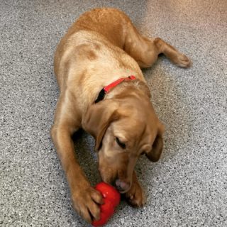 Ponyo from GDB in Boring Oregon, enjoying her Kong evaluation. She definitely has some skill holding it while she eats! 

#dbl #dogsforbetterlives #assistancedogintraining