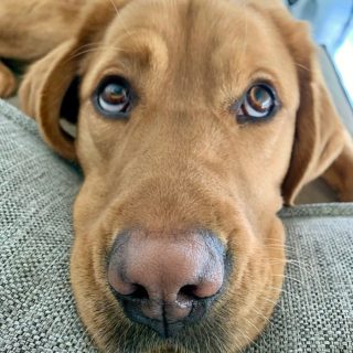 Ponyo from GDB in Boring Oregon, sure knows how to turn on the charm. Just look at that sweet face. 

#dbl #dogsforbetterlives #assistancedogintraining