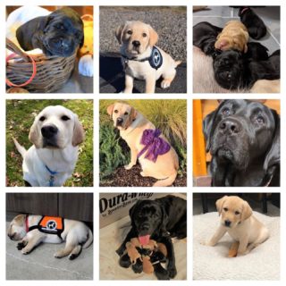 We are looking for breeder caretakers in the Southern Oregon area. 

Breeder caretakers open their heart and home to a purpose-bred dog from Dogs for Better Lives’ breeding program. Enjoy the companionship of a well-mannered Labrador Retriever, Golden Retriever, or a cross of the two and help bring future generations of assistance dogs into the world to one day change someone’s life.

As a caretaker, you will assist in whelping puppies and play a large role in raising and socializing puppies until they are old enough to transition into their raiser homes. When breeder dogs are ready to retire, they are spayed or neutered, and most are adopted by their breeder caretaker family. 

If you are interested or would like to learn more please fill out an application, or email Sarina@dogsforbetterlives.org
https://dogsforbetterlives.org/get-involved/