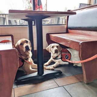 Emily (left) and Fan (right) working on “under” in Jimmy Johns. Thank you to Apprentice Assistance Dog Trainers Kaylynn and Brittany for your continued hard work and dedication! 

#dbl #dogsforbetterlives #assitancedog #assitancedogintraining #jimmyjohns #under